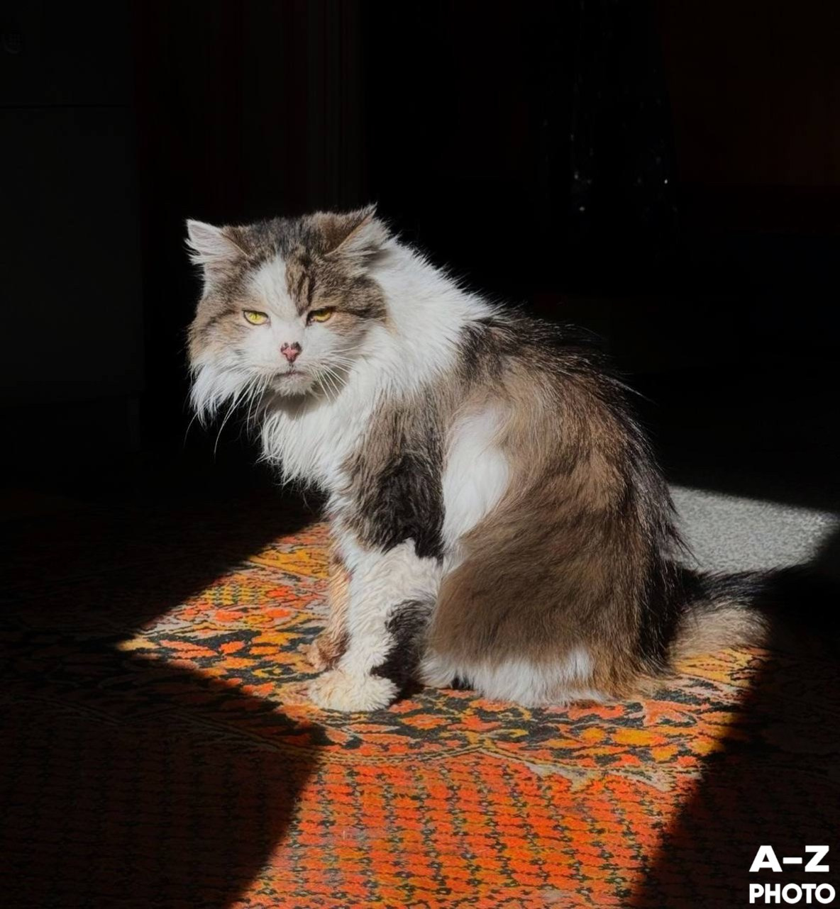 Фото недели AZPHOTO 24.11.2025. Женский семейный фотограф Тула Москва Захарова Анна