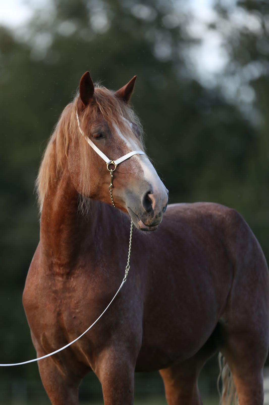 PRODUCE ACRES HILDA LOU. CLYDESDALE HOUSE
