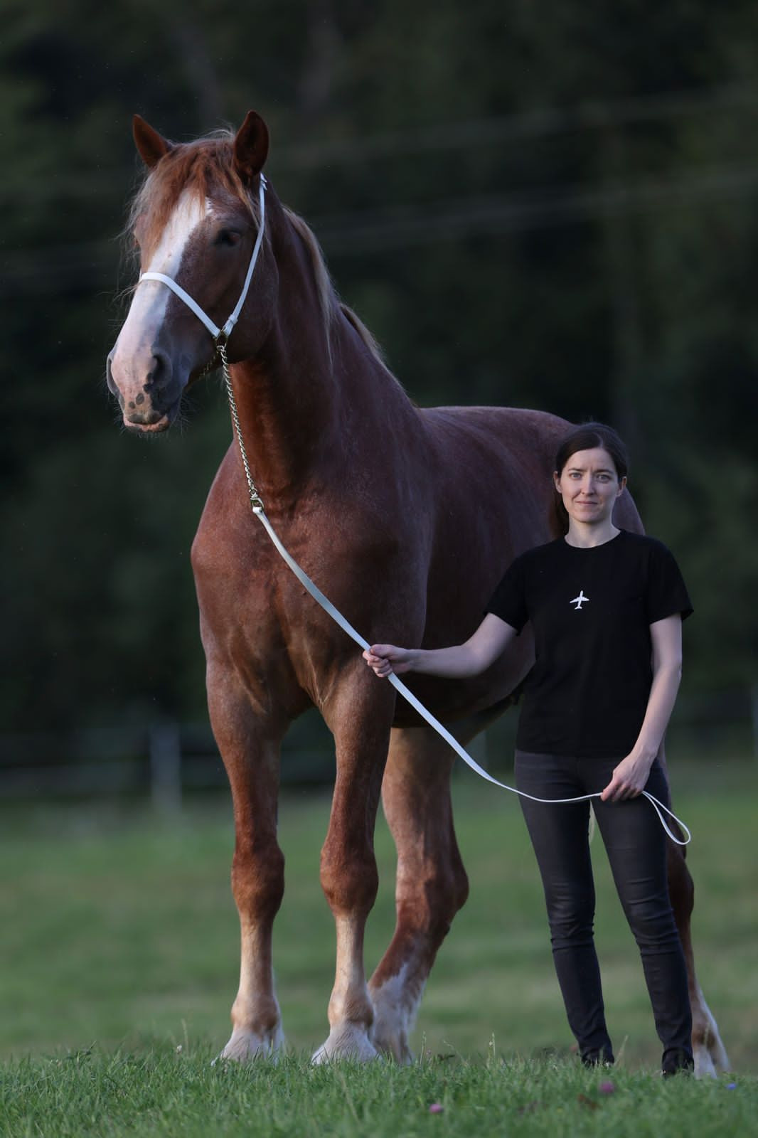 PRODUCE ACRES HILDA LOU. CLYDESDALE HOUSE