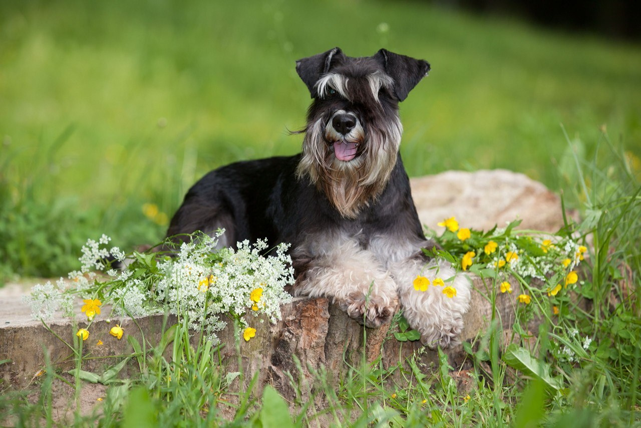 Питомник Делинсо Бэлэнс, щенки цвергшнауцера, купить щенка цвергшнауцера, питомник цвергшнауцеров, кобель цвергшнауцера для вязки, щенок цвергшнауцера, питомник цвергшнауцеров, черный с серебром, цверг, лучший питомник в беларуси, питомник цвергшнауцеров минск