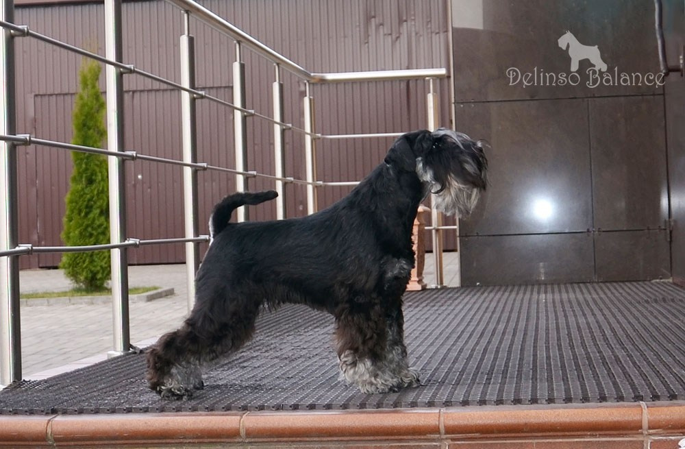 Питомник Делинсо Бэлэнс, щенки цвергшнауцера, купить щенка цвергшнауцера, питомник цвергшнауцеров, кобель цвергшнауцера для вязки, щенок цвергшнауцера, питомник цвергшнауцеров, черный с серебром, цверг, лучший питомник в беларуси