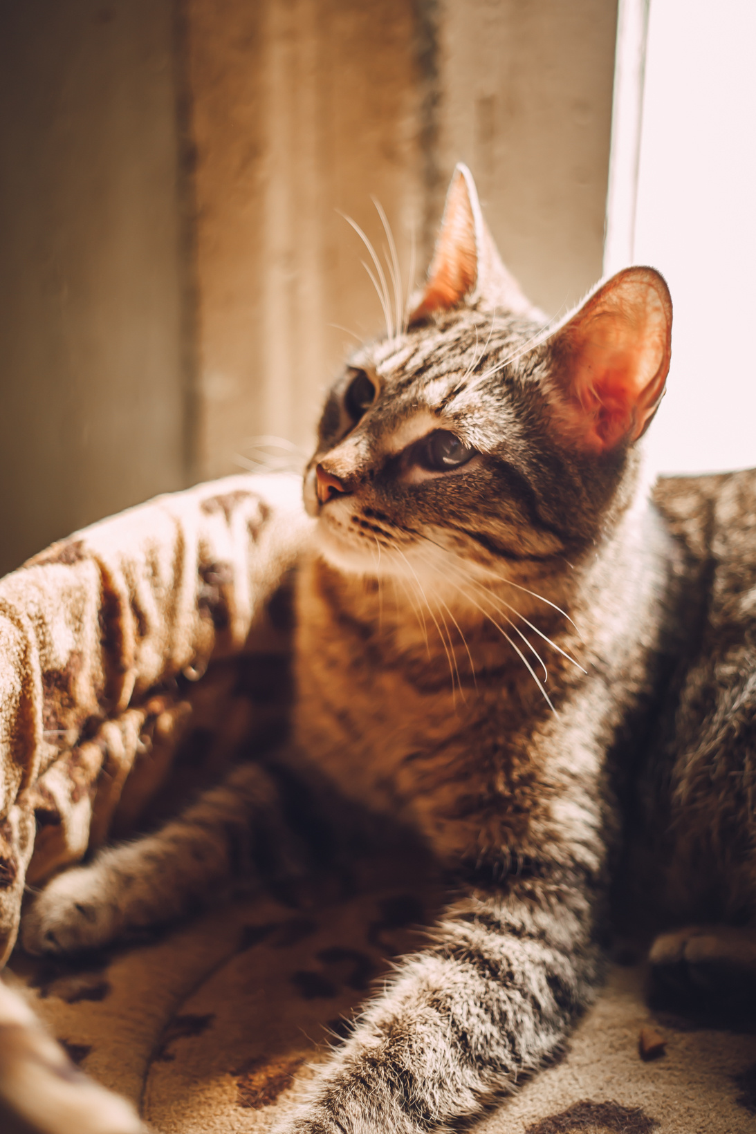 Подарок судьбы в Ульяновске. Фотограф в Ульяновске Елена Орлова