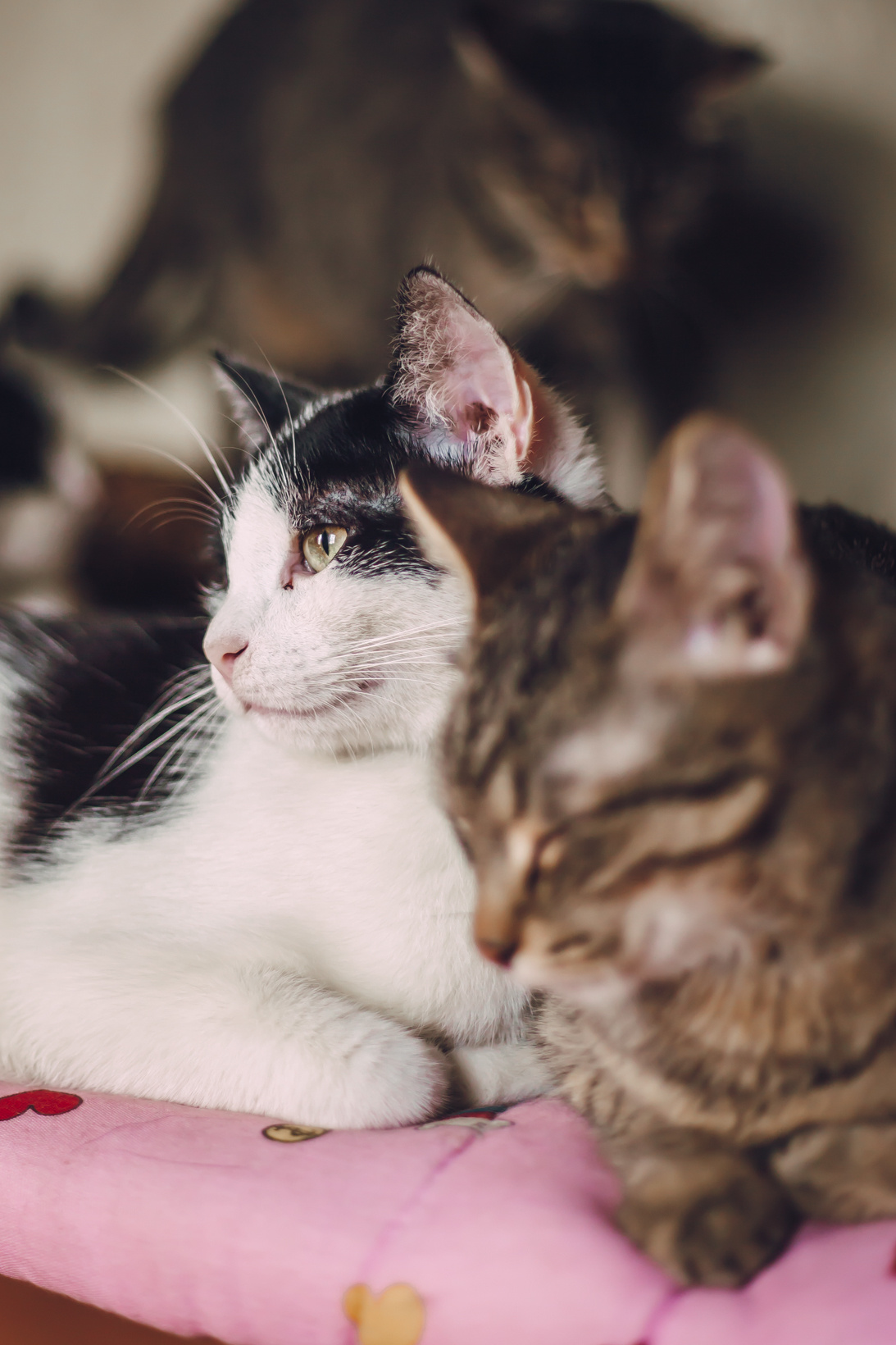 Подарок судьбы в Ульяновске. Фотограф в Ульяновске Елена Орлова