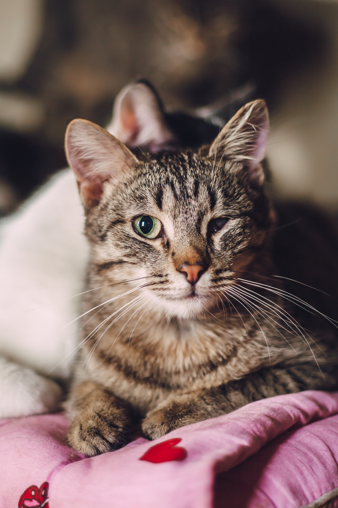 Подарок судьбы в Ульяновске. Фотограф в Ульяновске Елена Орлова