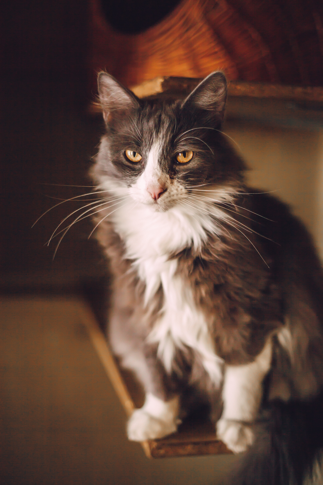 Подарок судьбы в Ульяновске. Фотограф в Ульяновске Елена Орлова