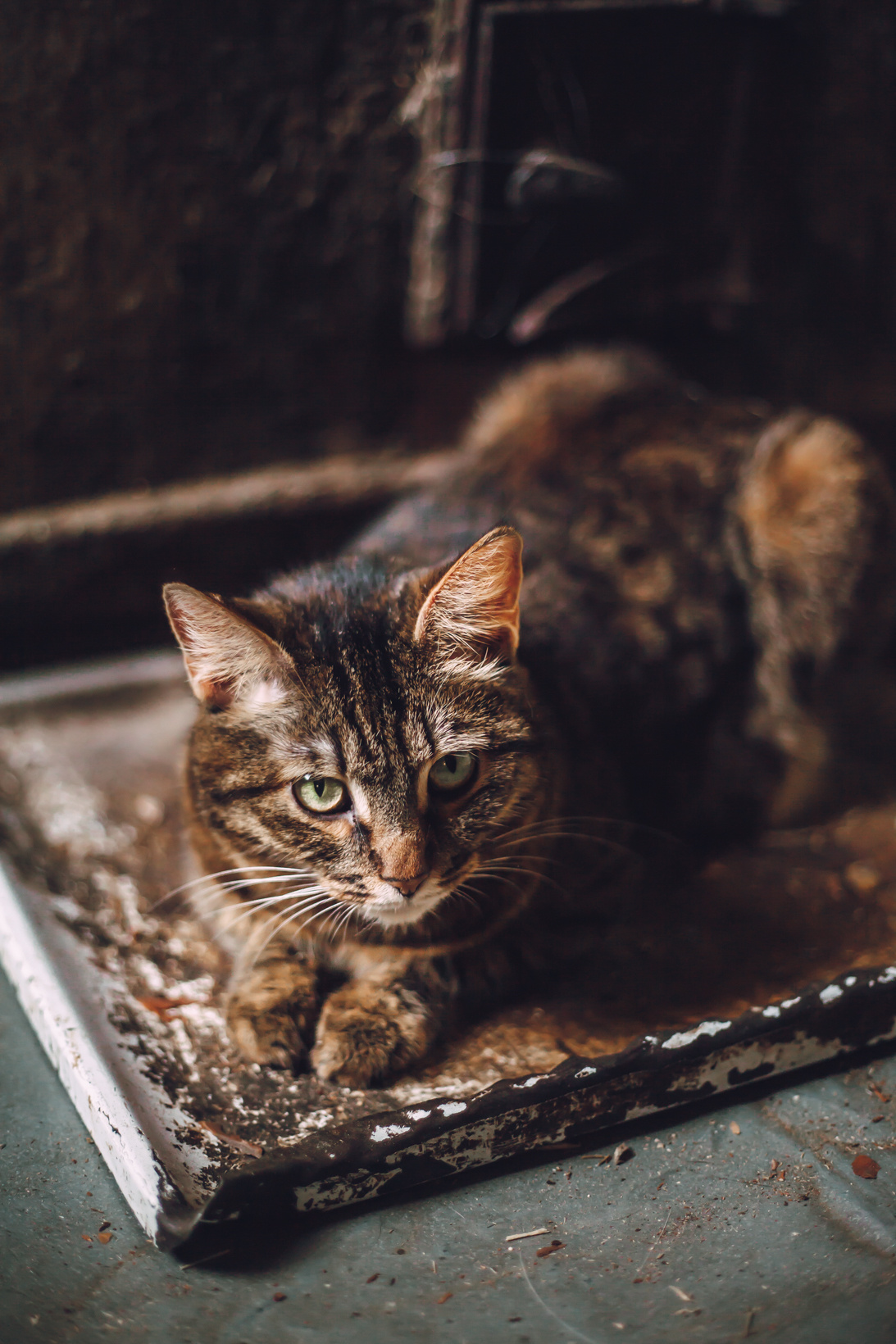 Подарок судьбы в Ульяновске. Фотограф в Ульяновске Елена Орлова
