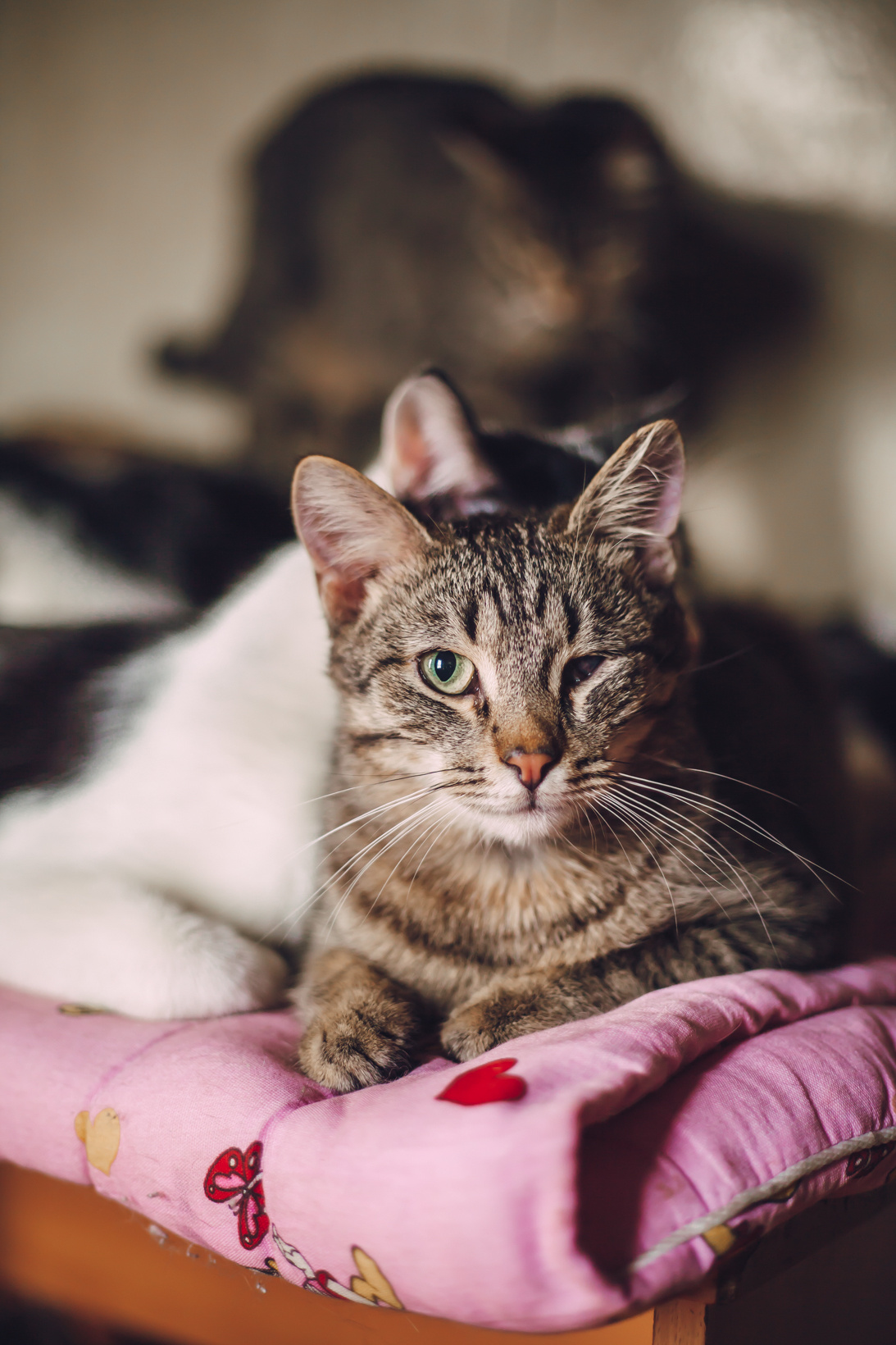 Подарок судьбы в Ульяновске. Фотограф в Ульяновске Елена Орлова