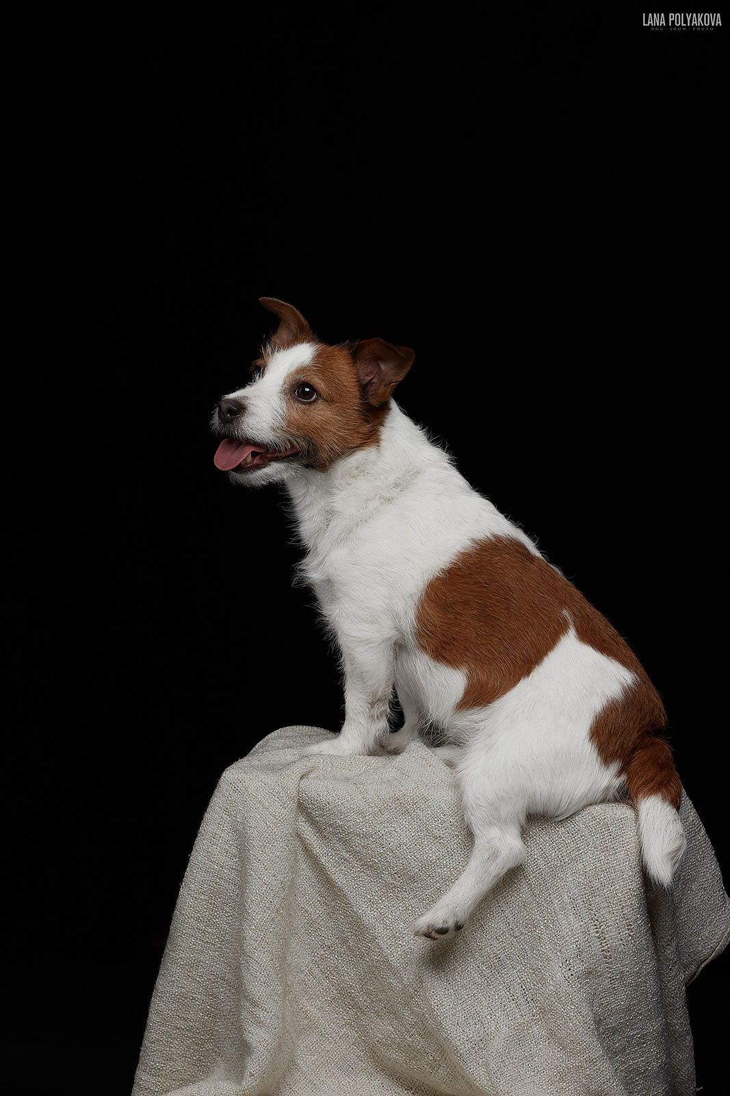 Студийная фотосъемка собак. ФОТОГРАФ-АНИМАЛИСТ l LANA POLYAKOVA