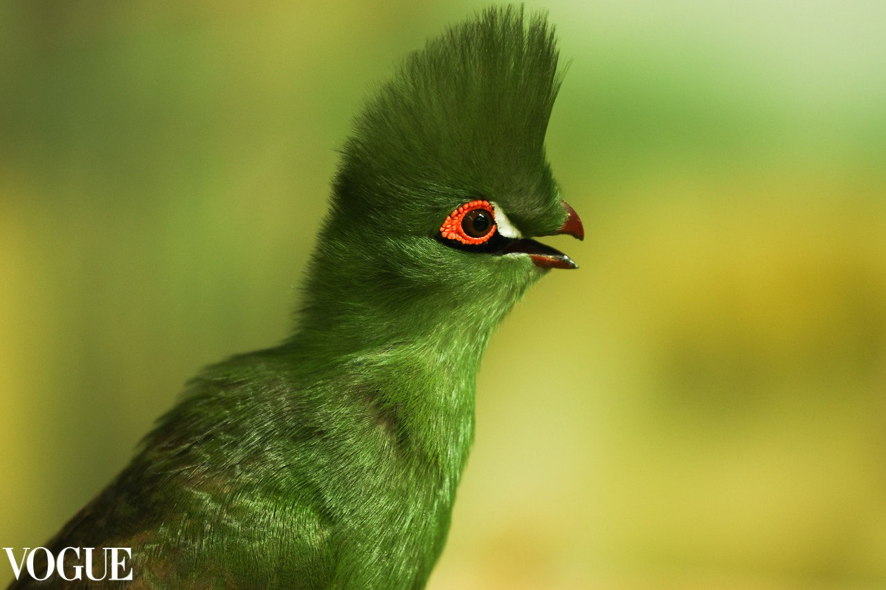 VOGUE. Репортажный, архитектурный, театральный и файн-арт фотограф Лена Мельникова в Москве