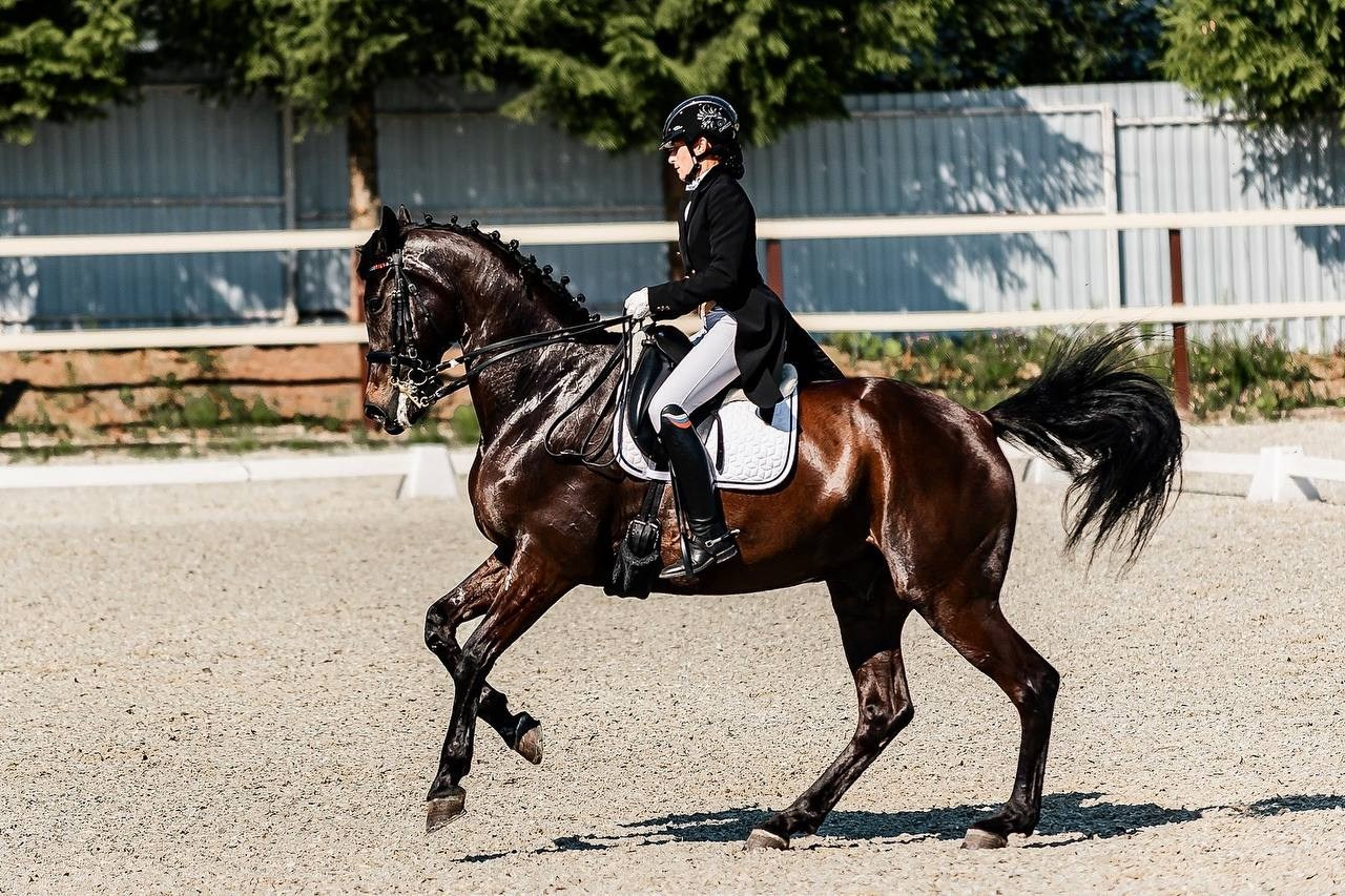 Чемпионат и Первенство Московской области по ВЫЕЗДКЕ, КСК «Эквиторус». Конный фотограф Куракина Дарья • Фотосессии с лошадьми