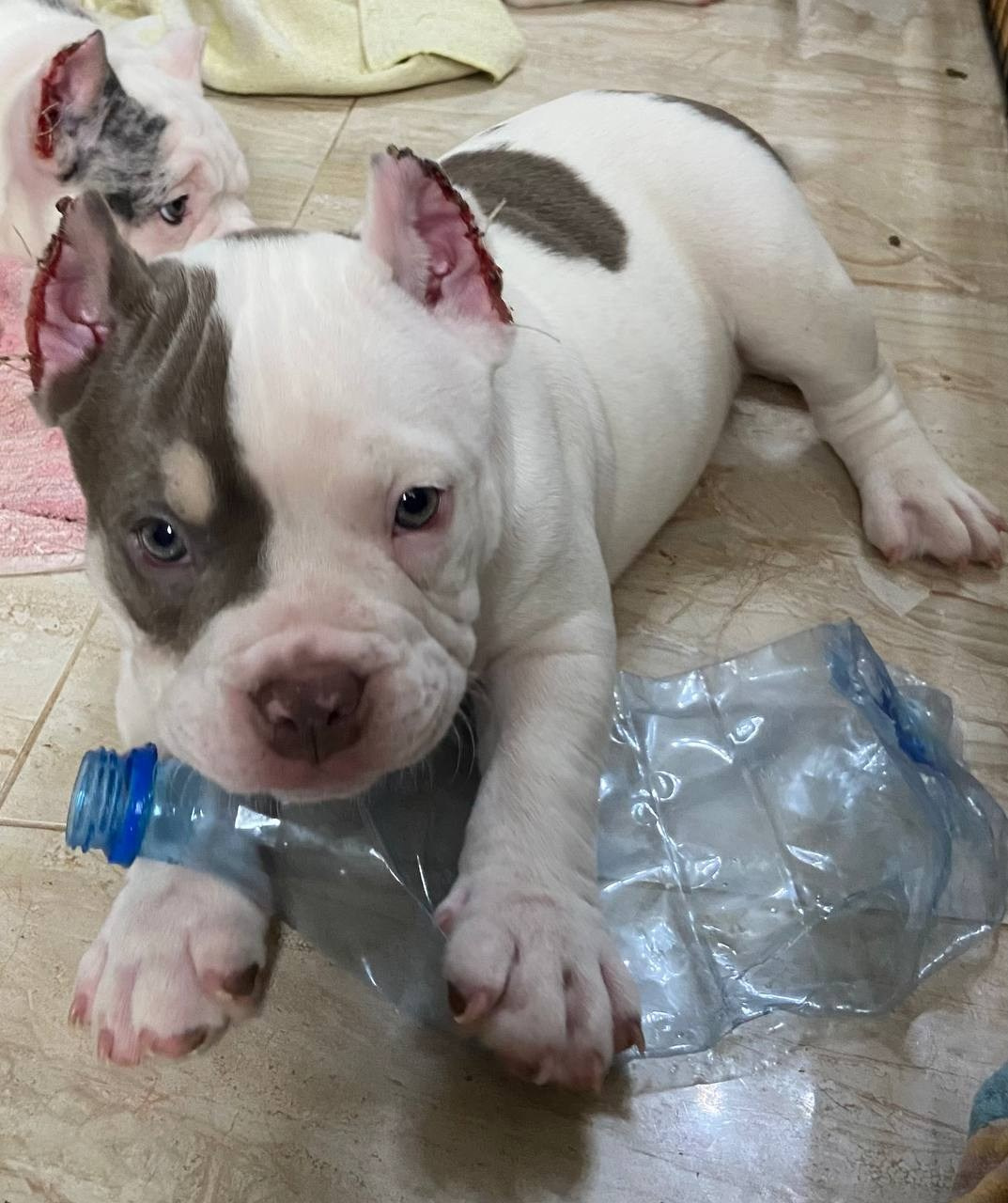 Свободные щенки Американский Булли, в типах покет, классик, стандарт. Американский Булли в г. Ростов-на-Дону. Питомник THE POWER OF SIBERIA