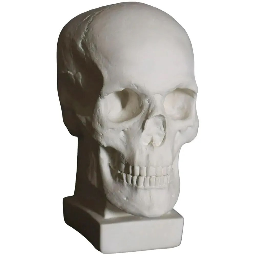 Статуэтка череп из гипса анатомический в аренду в СПб