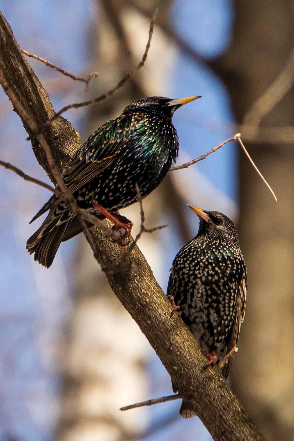 Удивительные мир птиц. Вокруг нас столько прекрасного — присмотритесь!. Ваш личный фотограф Марина Волкова