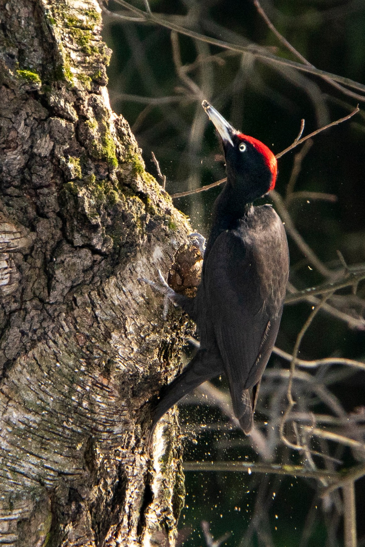 Удивительные мир птиц. Вокруг нас столько прекрасного — присмотритесь!. Ваш личный фотограф Марина Волкова