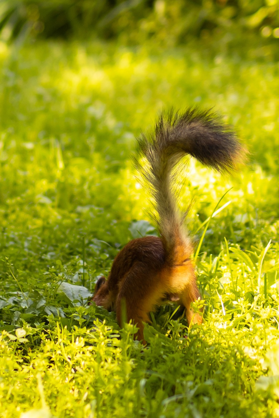 Boho wigwam (summer 2024). Семейный и детский фотограф, фотограф беременности, ньюборн в Москве