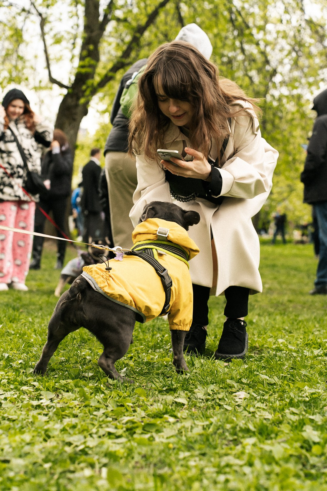Парад Бульдогов. Axenov_eugene