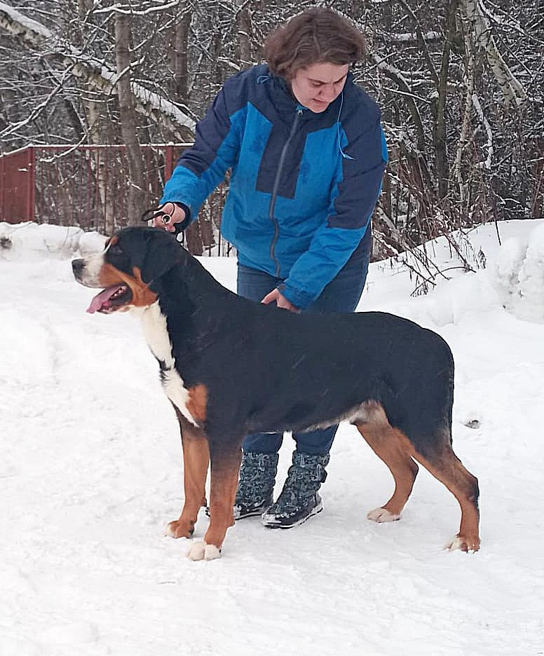 Eberron Lux dlya Blagorodnogo Doma. Питомник Больших Швейцарских Зенненхундов в Калужской области