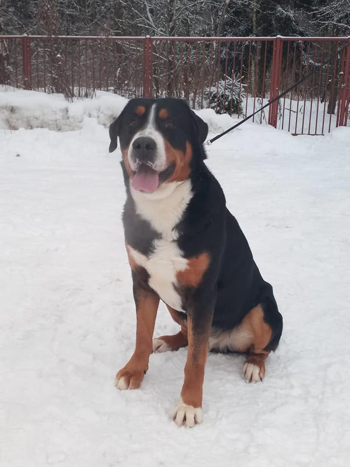 Eberron Lux dlya Blagorodnogo Doma. Питомник Больших Швейцарских Зенненхундов в Калужской области