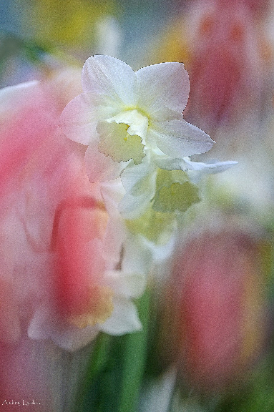 Цветы. Ландшафтный фотограф Андрей Лысиков, Москва