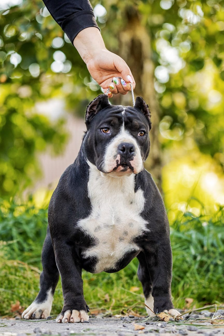 Щенки Американский булли. ПИТОМНИК СОБАК ПОРОДЫ АМЕРИКАНСКИЙ БУЛЛИ