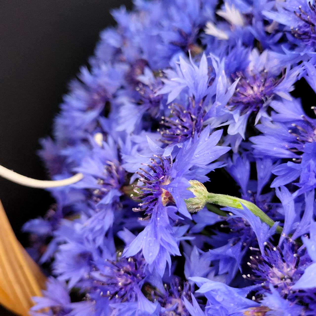 васильки. поле из васильков. корзина гигант. букет гигант. васильки в корзине. экзотика. цветы из детства. флорист Москва. флорист головинский район. составной букет. круглый букет. современная флористика. праздничный букет. флорист дизайнер. клиентский сервис.