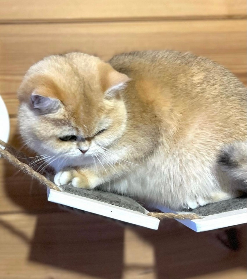 Julia. Mauna Gastonia