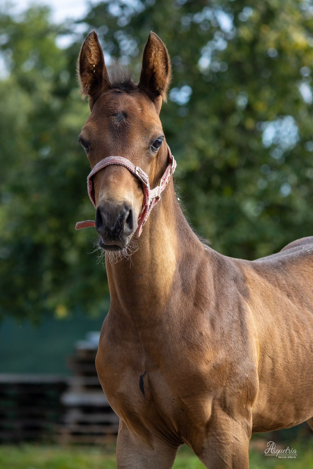 Продажа ахалтекинских и полукровных лошадей