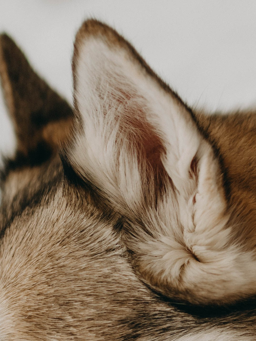 Варвара и Шелби. Фотограф-анималист в Екатеринбурге | Кристина