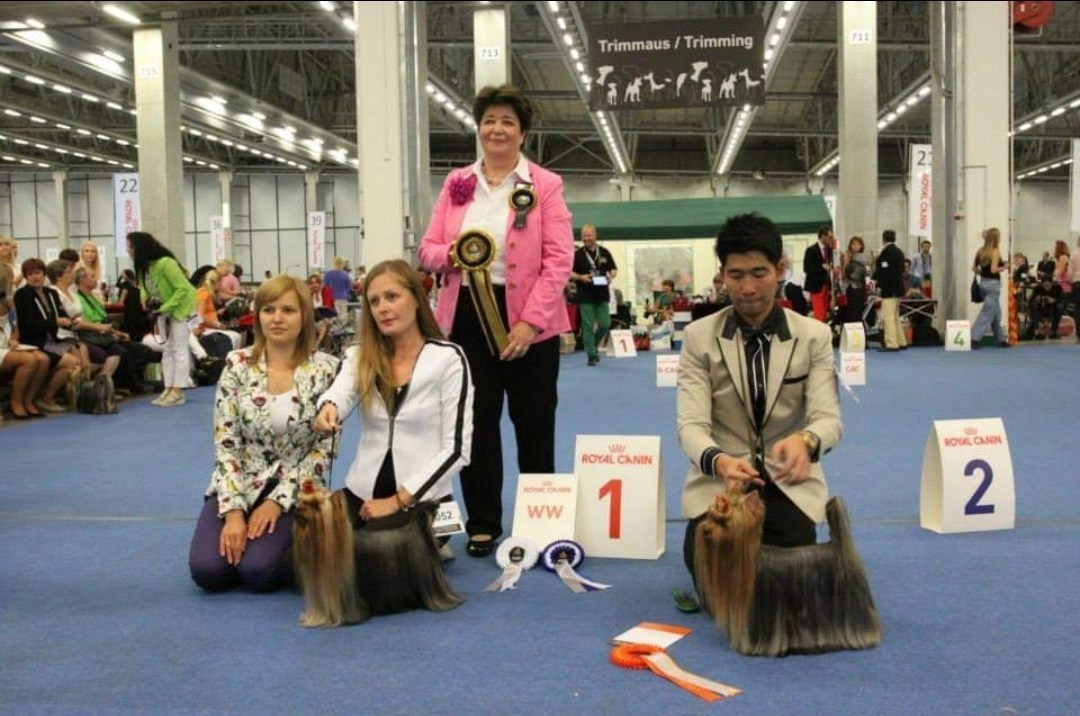 Йоркширский терьер. Выставки. Питомник Воле'Т Шоу Vole'T Shou. Йоркширский терьер — питомник йоркширских терьеров Vole'T Shou