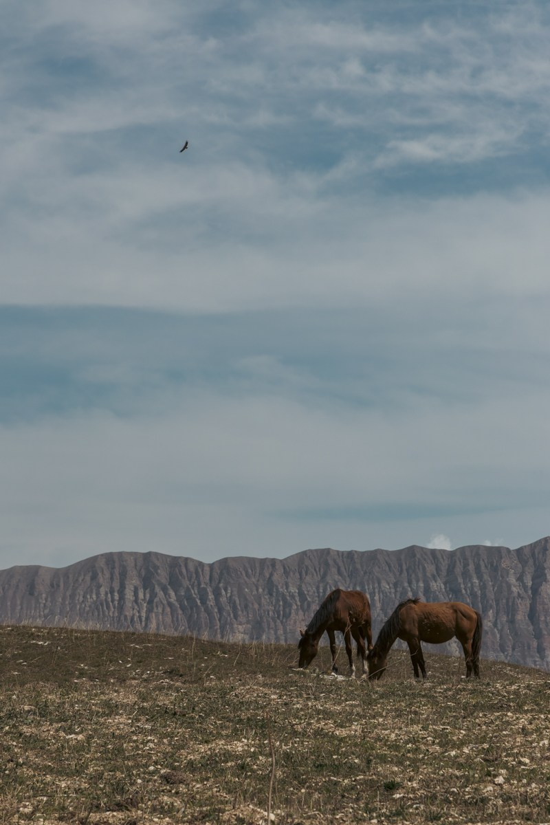 Животные. Photomantis