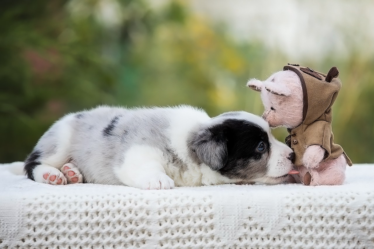 СЪЁМКА ЩЕНКОВ. Фотограф — анималист в Туле Юлия Лето