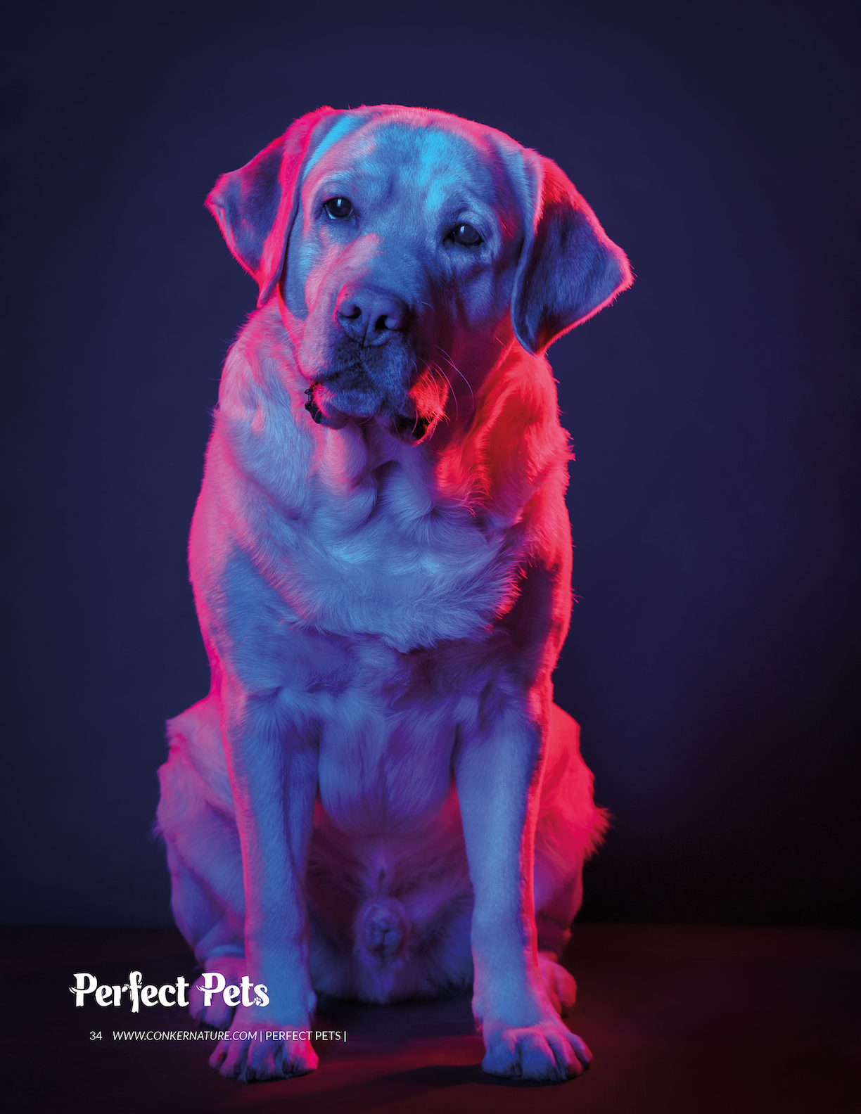 Фотограф анималист в Санкт-Петербурге Владимир Лиепин