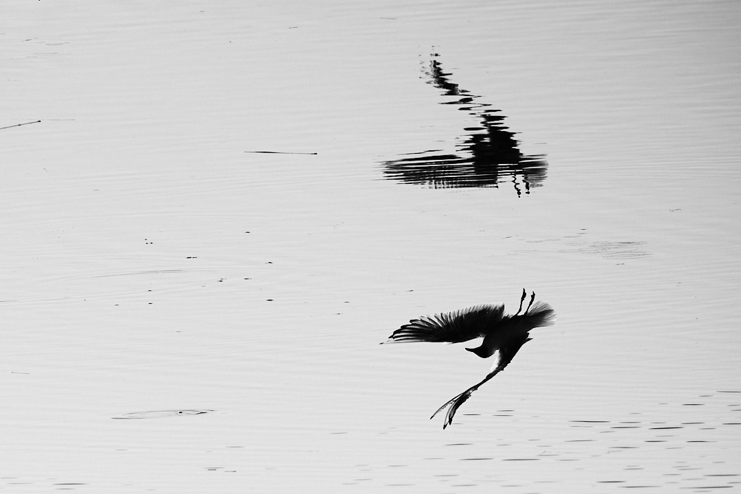 Силуэт птицы и её отражение в воде