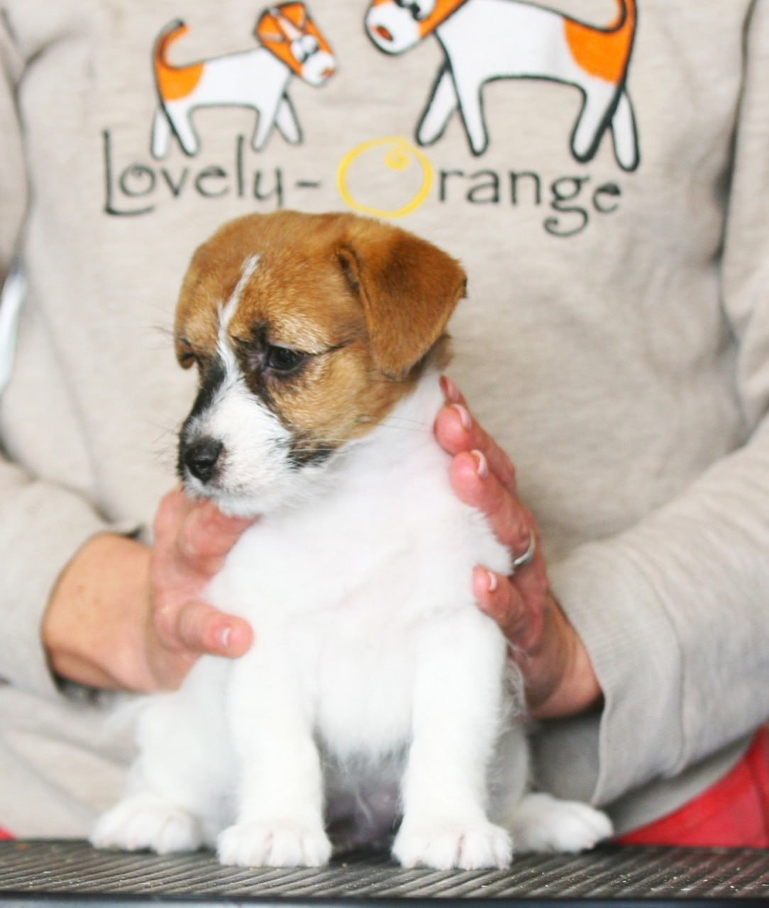 Litter «E». Lovely-Orange питомник джек рассел терьеров