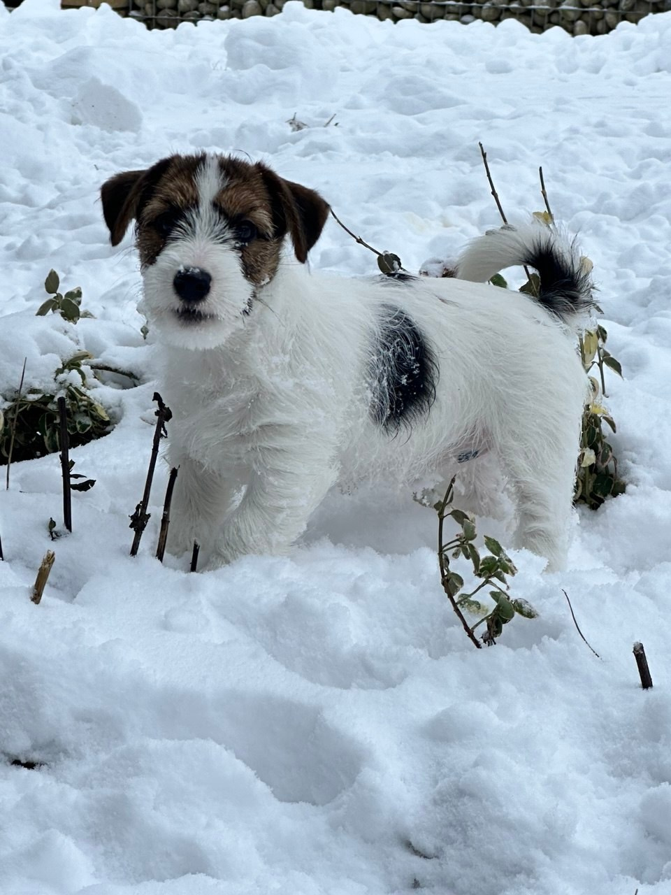 BELIEVE ME. Lovely-Orange питомник джек рассел терьеров