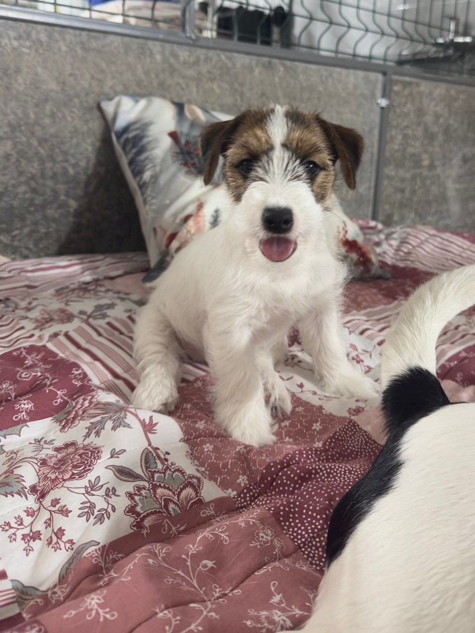 BELIEVE ME. Lovely Orange kennel Jack Russell Terrier FCI/RKF