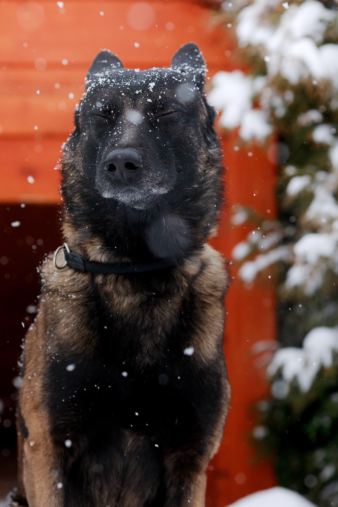 Зорро. Фотограф-анималист Mary Mart — Москва, Питер