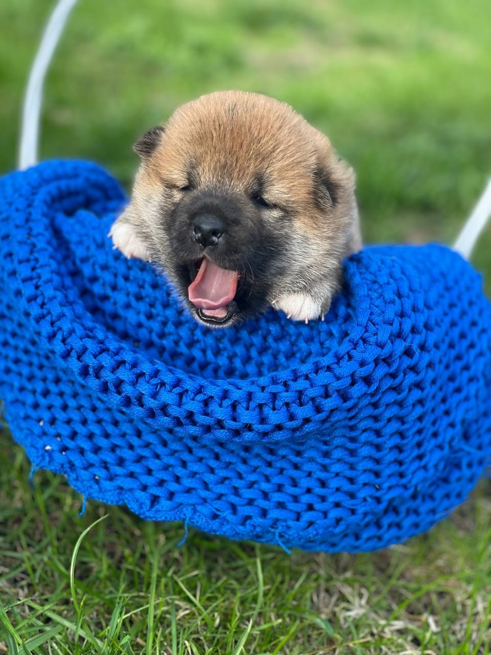 сиба питомник Рубилайт щенки на продажу rubylight  сиба щенки купить СПб Санкт-Петербург