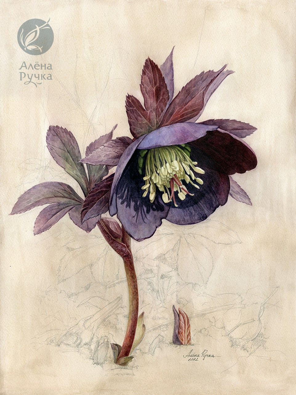 Морозник. 30х40 см. Бумага, акварель, графит. 2022 г.