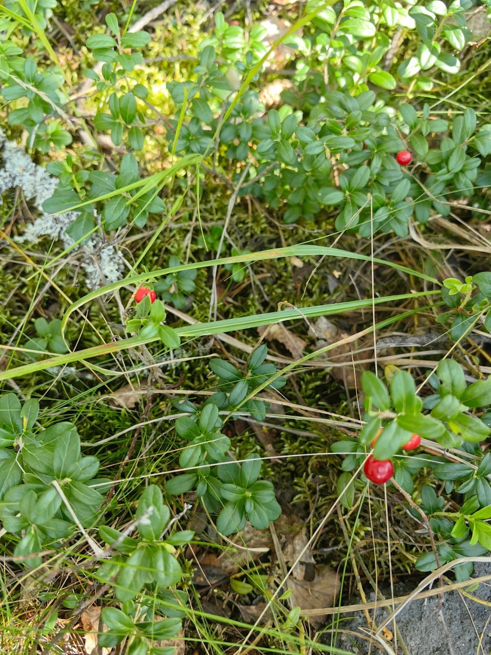 Карелия | 16-18.08.24. Галерея Фантим