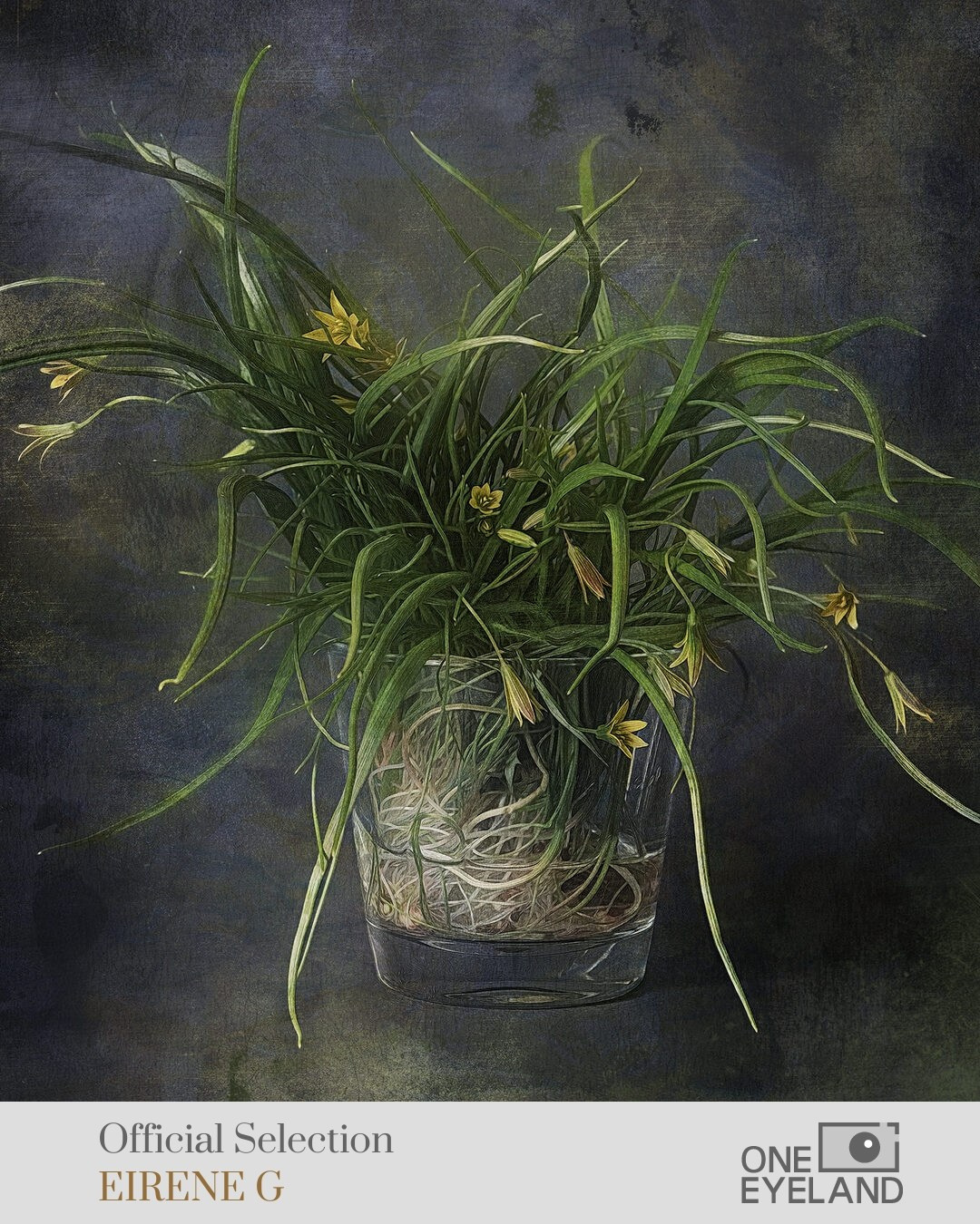 ONEEYELAND GALLERY. Eirene G |  Photoartist | Flowers from my garden