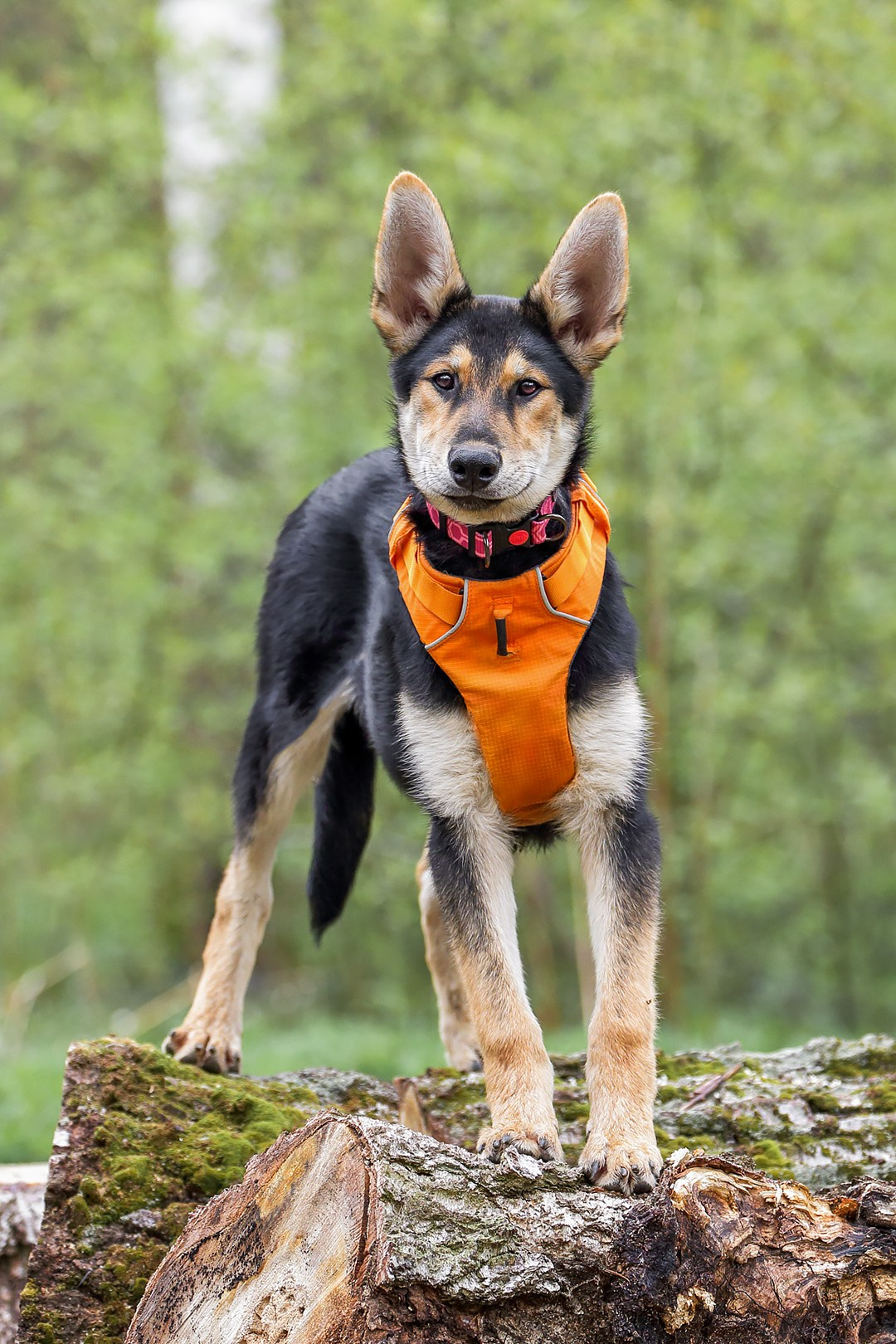 Собаки приюта Келтсские ангелы. Irenephoto.ru