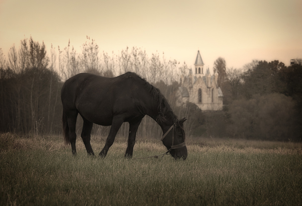 Пейзаж, натюрморт. Свадебный, семейный, предметный фотограф в Минске Александр Шолох