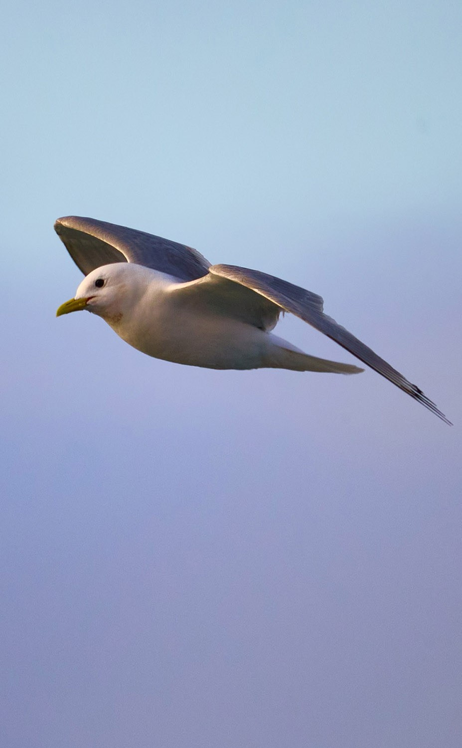 Международная онлайн-фотошкола Сергея Рожнова
