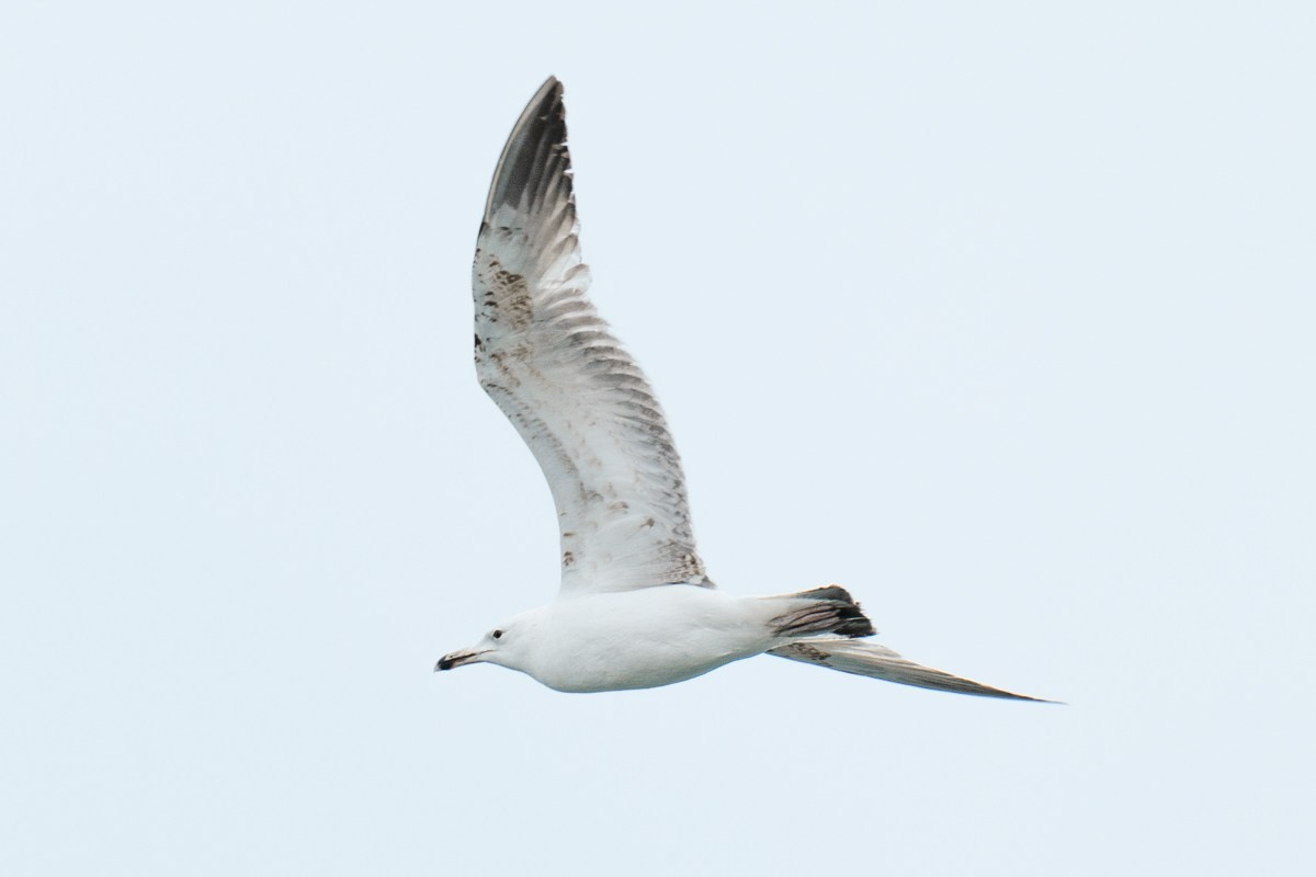 Птицы. Photomantis