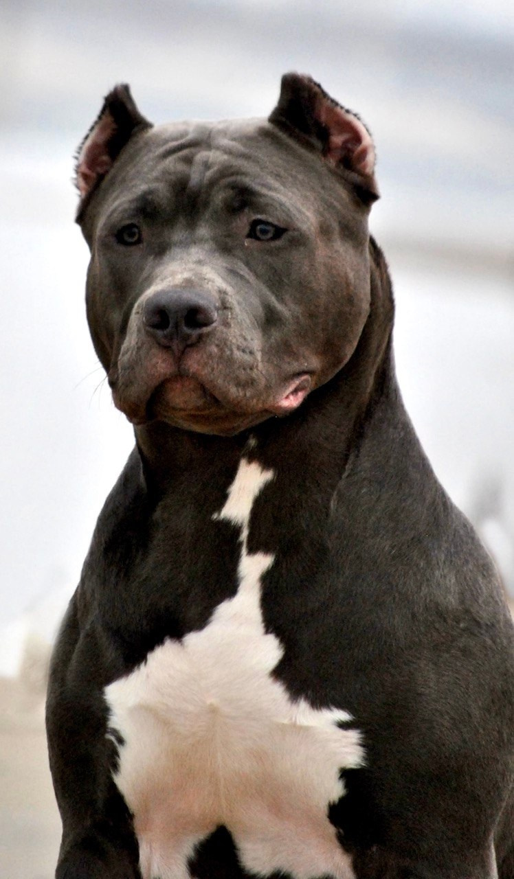 UPB’s Queenie & Zeus. 16.04.24. Американские булли XL в г. Калининград. Питомник Great Bully UNIVERSE