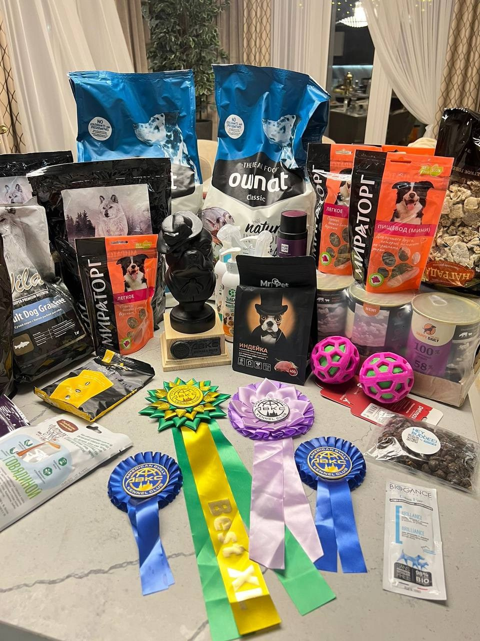 Участие в выставках. Американские булли XL в г. Калининград. Питомник Great Bully UNIVERSE