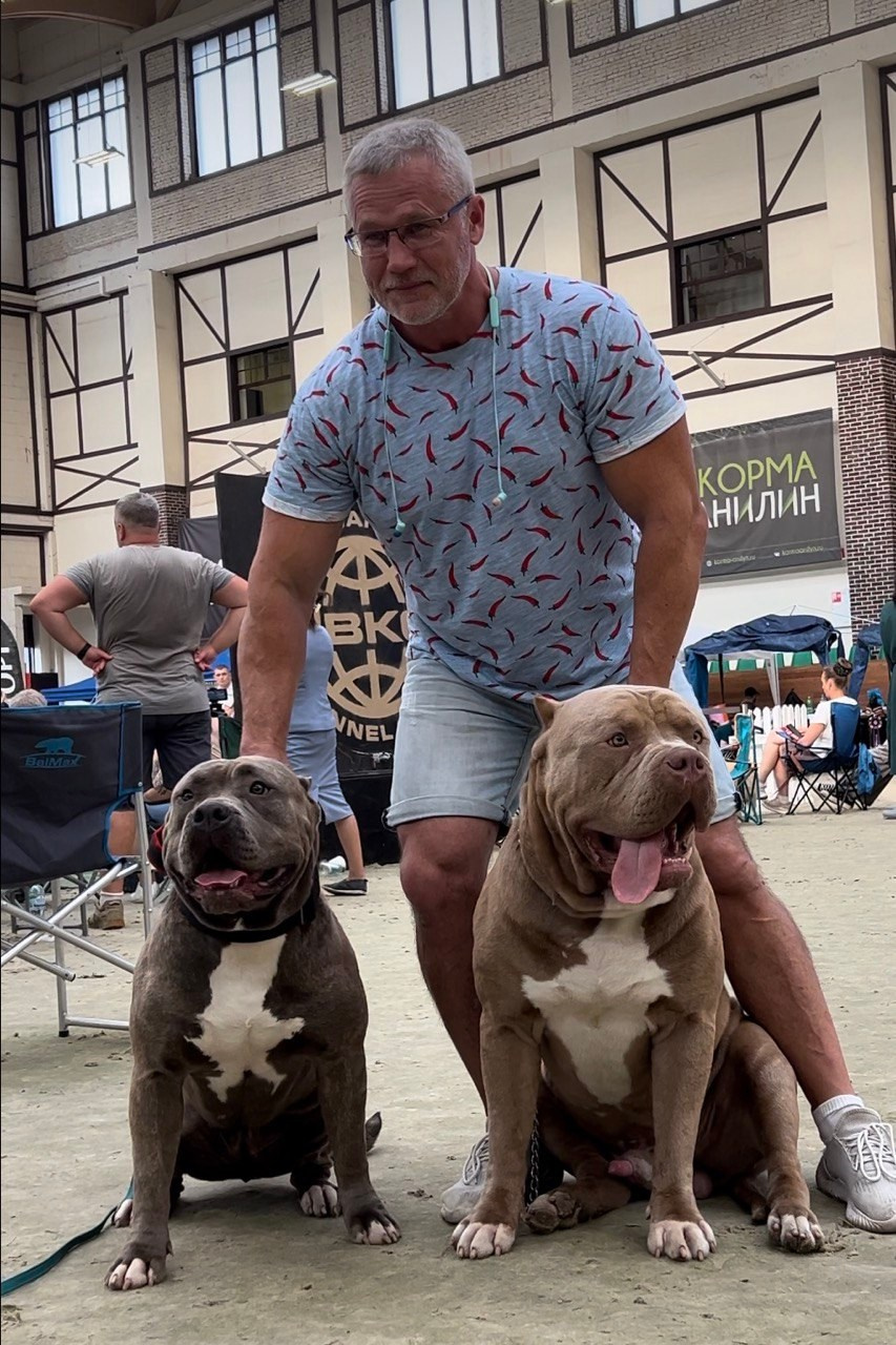 Участие в выставках. Американские булли XL в г. Калининград. Питомник Great Bully UNIVERSE