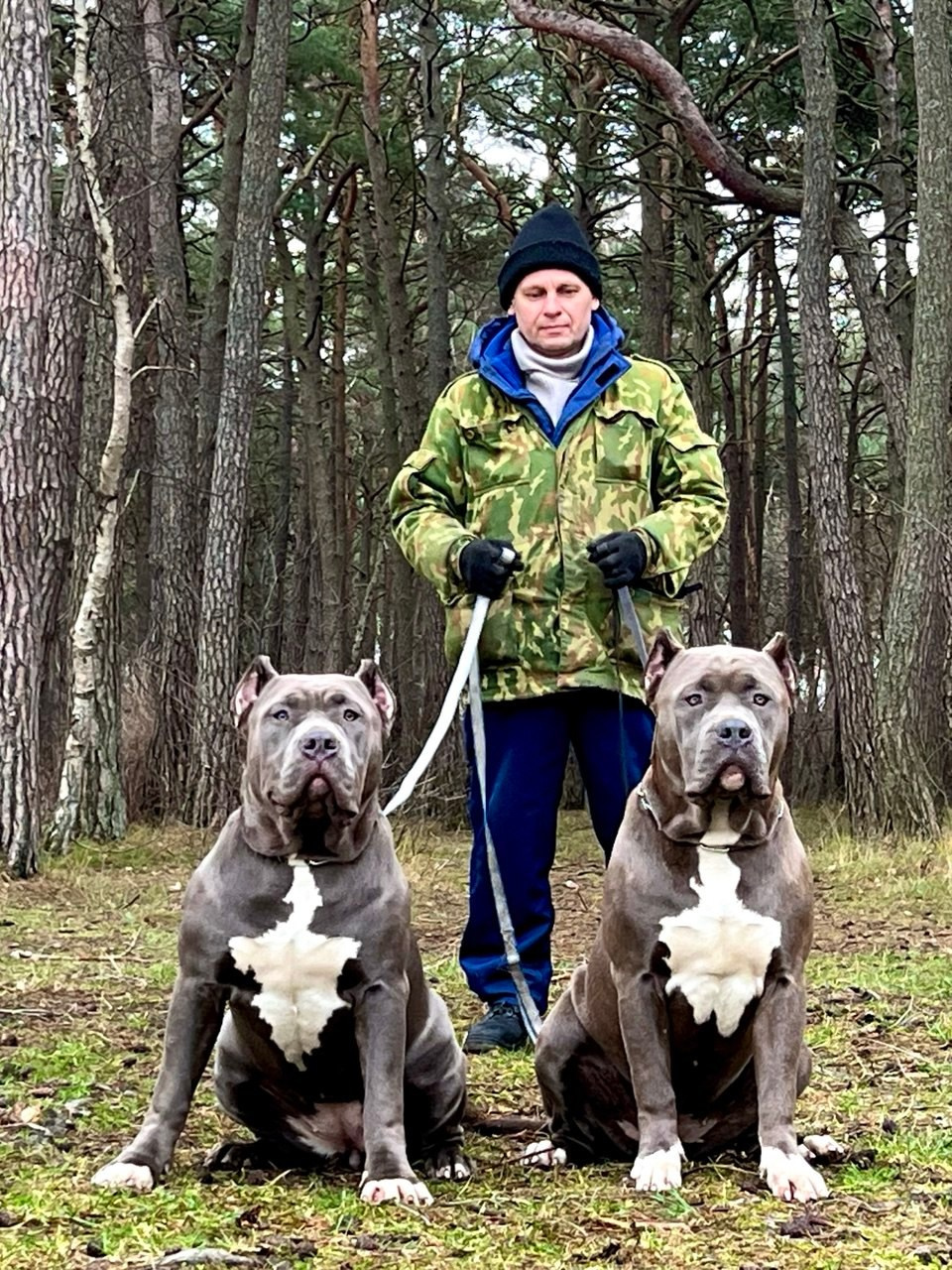 UPB’s Queenie & Zeus. 16.04.24. Американские булли XL в г. Калининград. Питомник Great Bully UNIVERSE