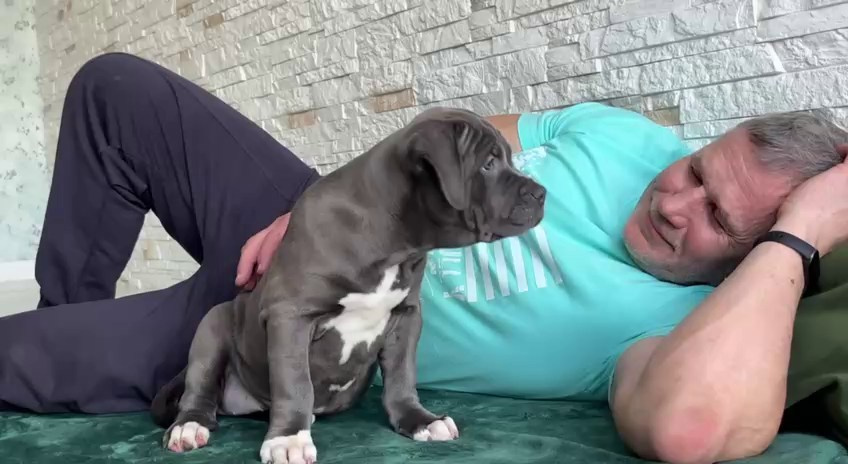 Видео GBU Xanamoon. Американские булли XL в г. Калининград. Питомник Great Bully UNIVERSE